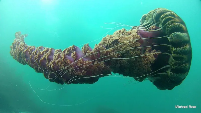 The black sea nettle jellyfish can grow to twenty-five feet long.