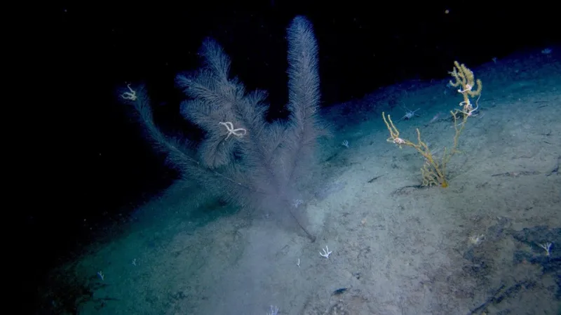 a fuzzy, branching coral