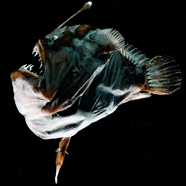 Blackdevil fish are quintessential monsters from the deep. The female lurks in the dark, drawing in prey with her glowing lure, while the male attaches to her like a blood-sucking parasite.