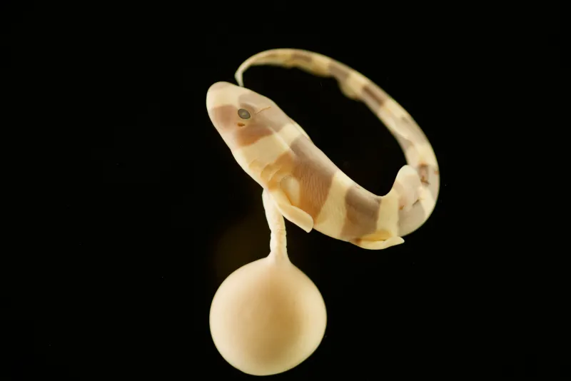 Baby shark attached to yolk sac