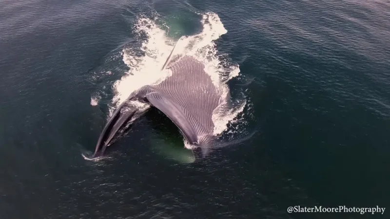 A blue whale swims sideways at the surface with a gaping mouth