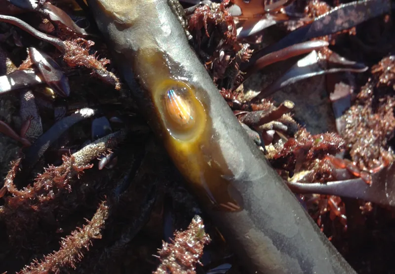 A blue-rayed limpet nestled inside a hole chewed on a piece of kelp. 