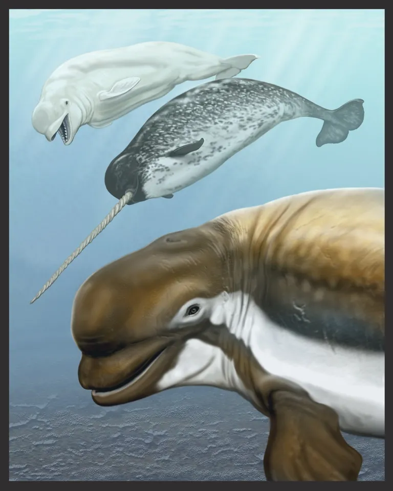 An illustration of a recently discovered species of Monodontid, Bohaskaia monodontoides, and its beluga and narwhale relatives