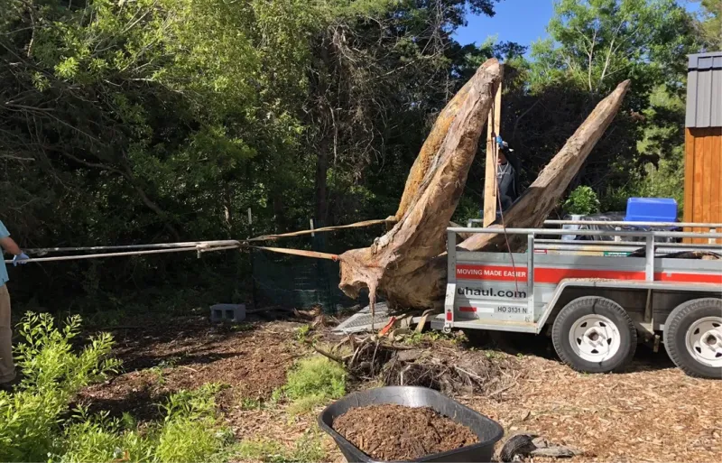 an excavator lowers a whale skeleton
