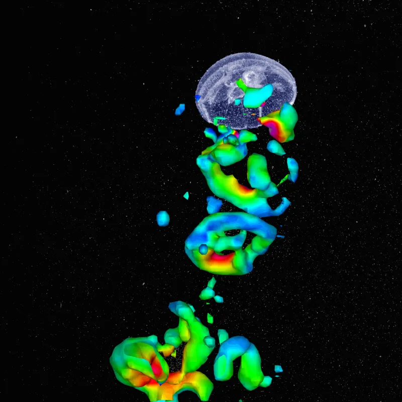 A PIV image of a moon jelly and its wake.

