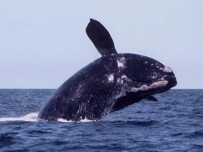 A right whale breaches, lifting its huge body out of the water.