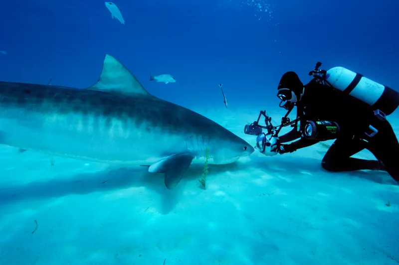 Brian Skerry takes an up close photo of a tiger shark on the seafloor.