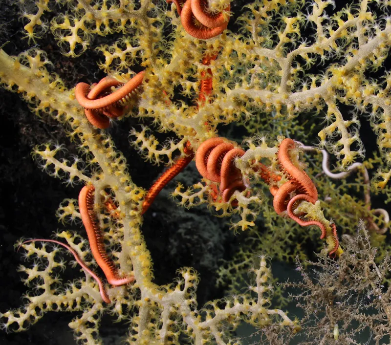 Brittle Star clings to deep sea coral A brittle star clings to the branches of a deep sea coral