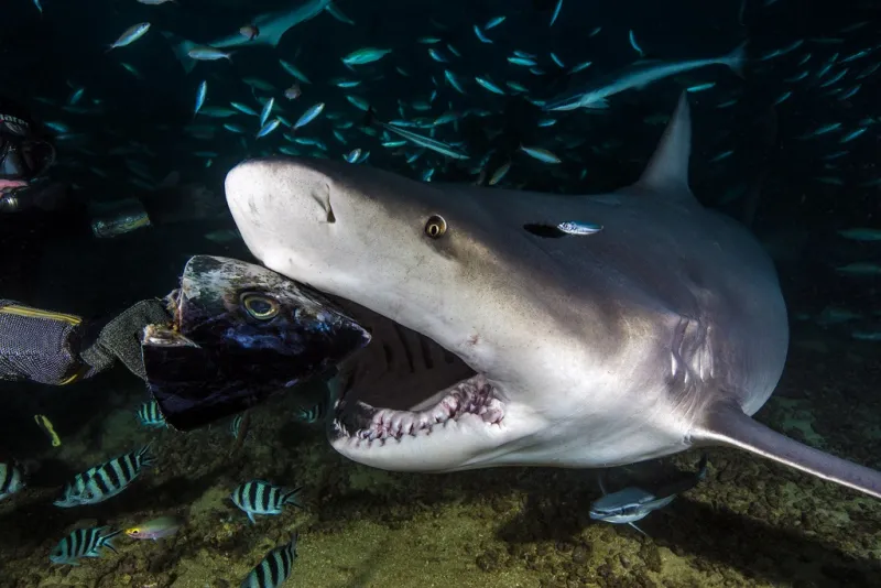 A bull shark's ability to prey on many different species is helped by its capacity to survive in both freshwater and saltwater.