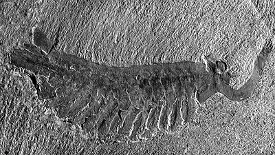 a fossilized opabinia