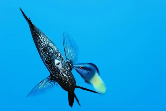 A wrought iron butterflyfish being cleaned by a small wrasse in the waters of Japan's Ogasawara Islands.