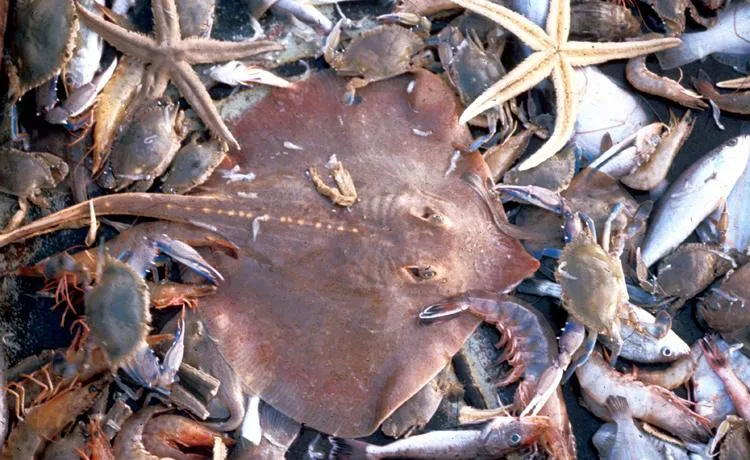 A pile of bycatch species. 