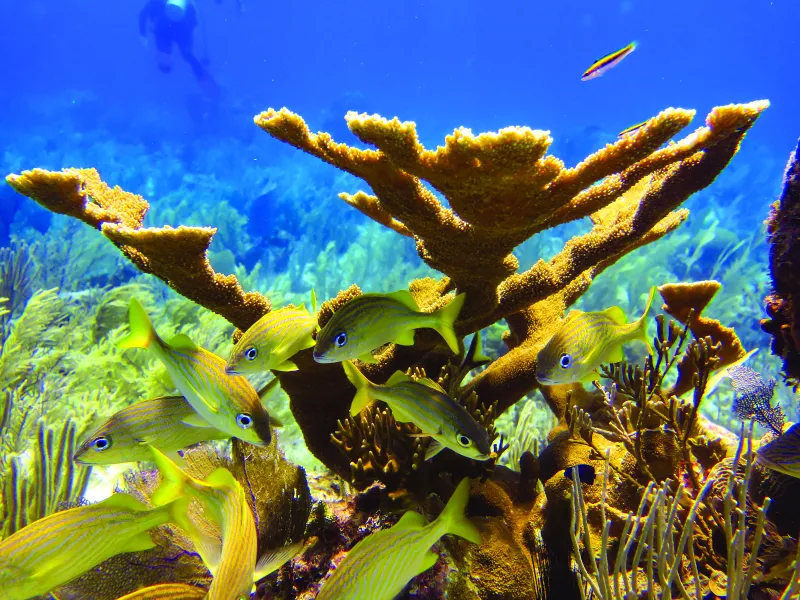 Underwater image of fishing swimming around branching coral. 