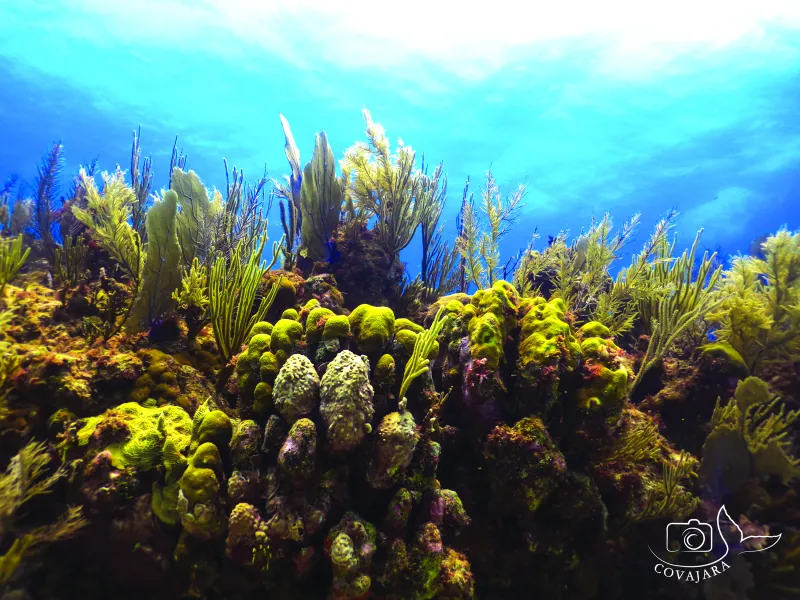 Underwater image of a healthy reef with boulder corals and octocorals