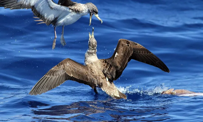 The largest of the Atlantic shearwaters, Cory's Shearwater (Calonectris borealis) can often be spotted by its casual wingbeat and gliding flight.