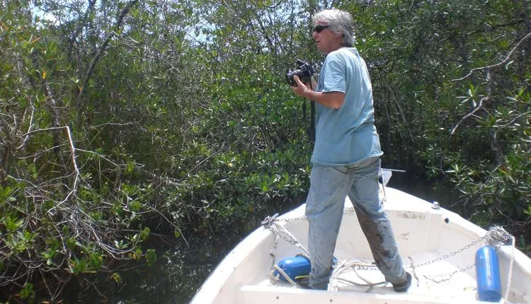 Dr. Ilka C. “Candy” Feller studies mangroves in the small streams of Panama.