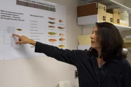 The Smithsonian's Dr. Carole Baldwin uses a wall diagram that shows genetic lineages among Starksia blennies (a type of reef fish) to explain how the seven new species differ from previously known species.