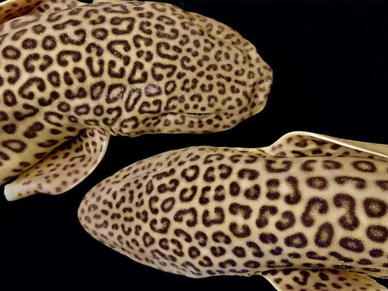 Two Catsharks with a black background