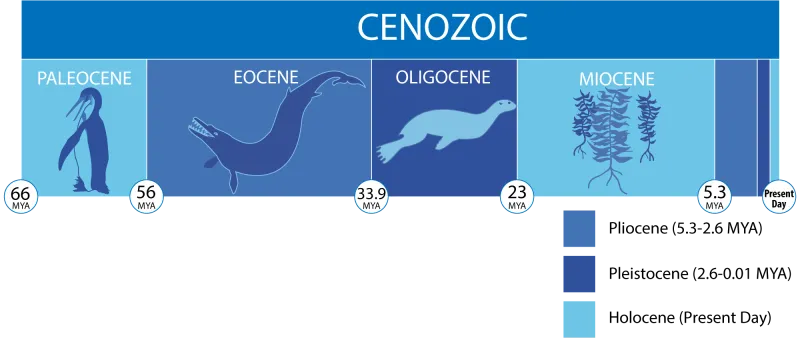 a timeline of the cenozoic era