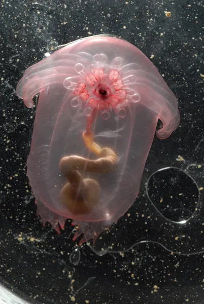 Census researchers discovered this sea cucumber (Enypniastes sp.) in the Gulf of Mexico.