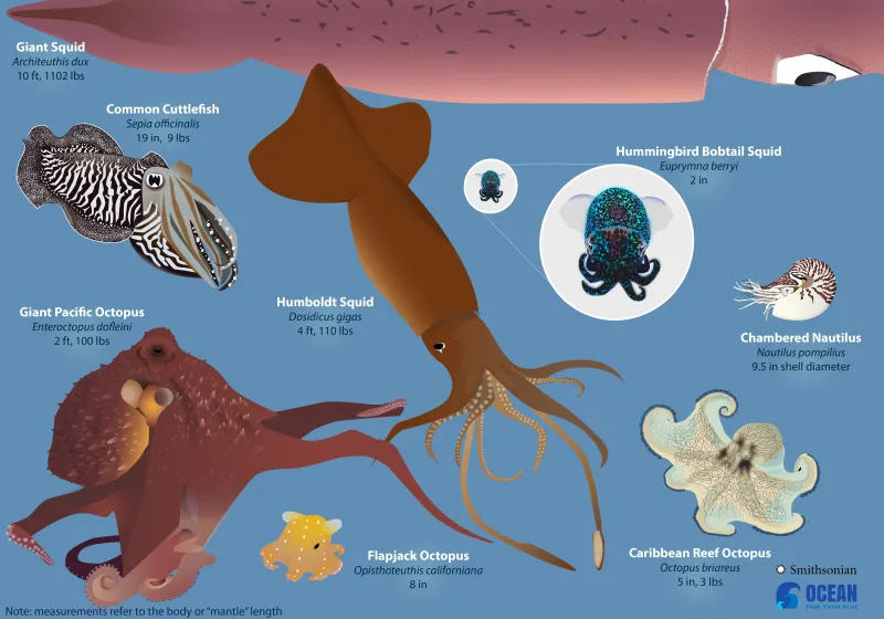 an illustration of various squids and octopuses