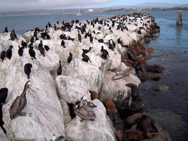 Seabirds on a rocky outcrop. 