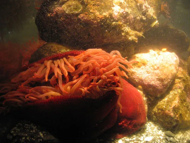 A bright red sea anemone clings to rocks underwater. 