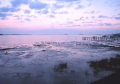 Gulf Coast of Florida tidal flats exposed by an early morning low tide.
