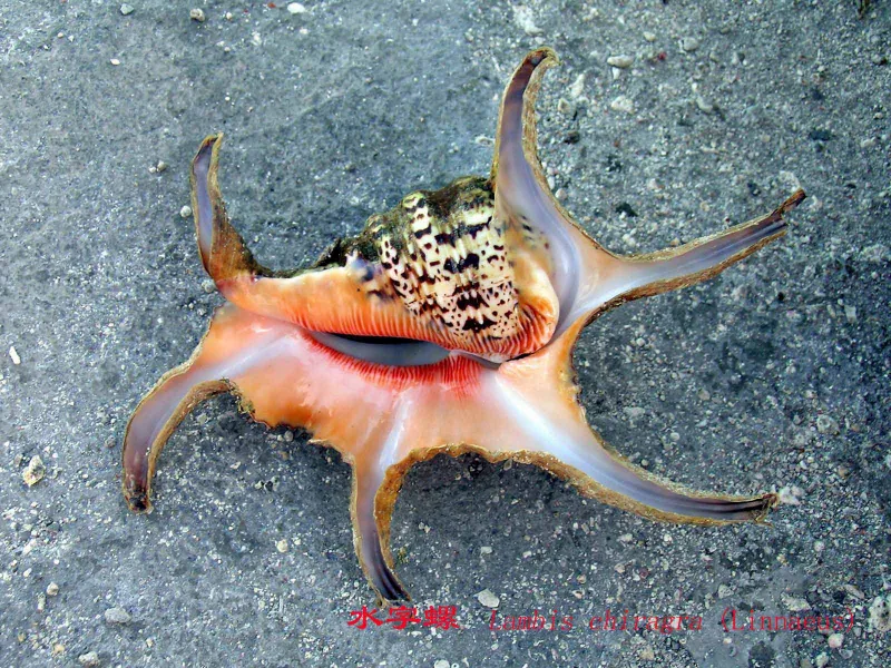 Spider conch near China