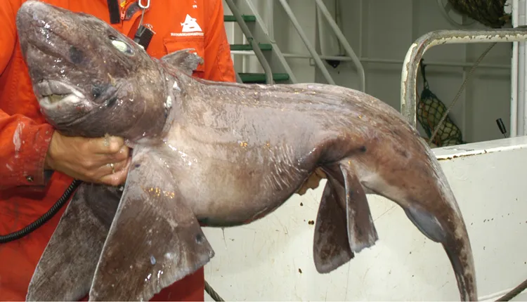 This rarely seen smalleyed rabbitfish, belongs to the order Chimaera. Chimaeras are related to sharks and are cartilaginous animals—they have no real bones.
