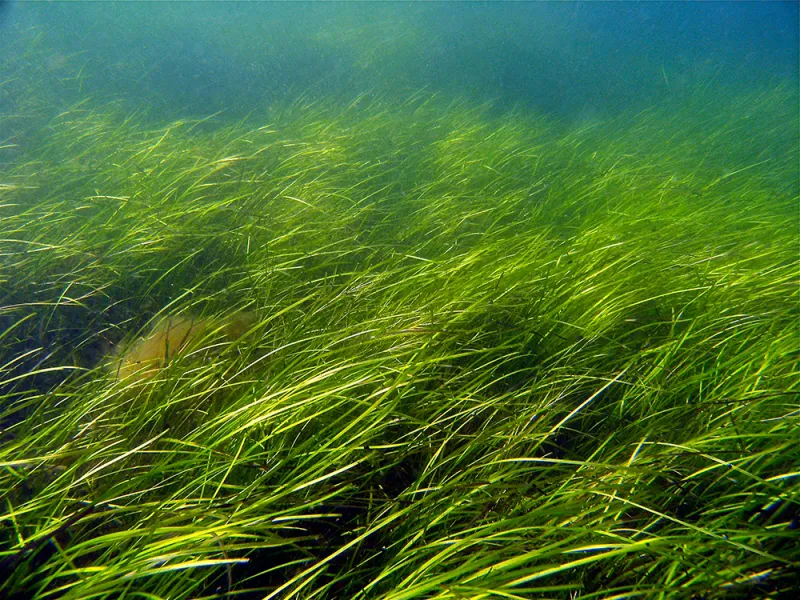 Seagrasses are flowering plants that can form dense underwater meadows and are an important shallow water habitat.