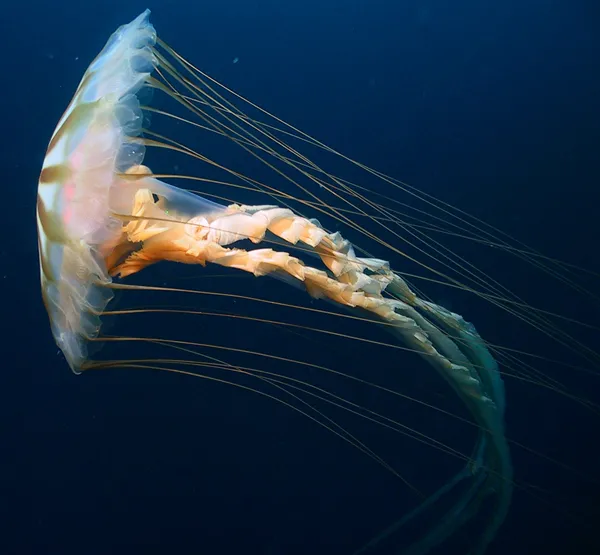 Chrysaora melanaster is a jellyfish found in the Arctic.