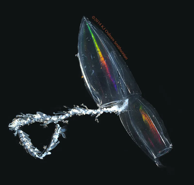 Chuniphyes are siphonophores—colonial organisms in the same phylum as jellyfish, working together to survive. 