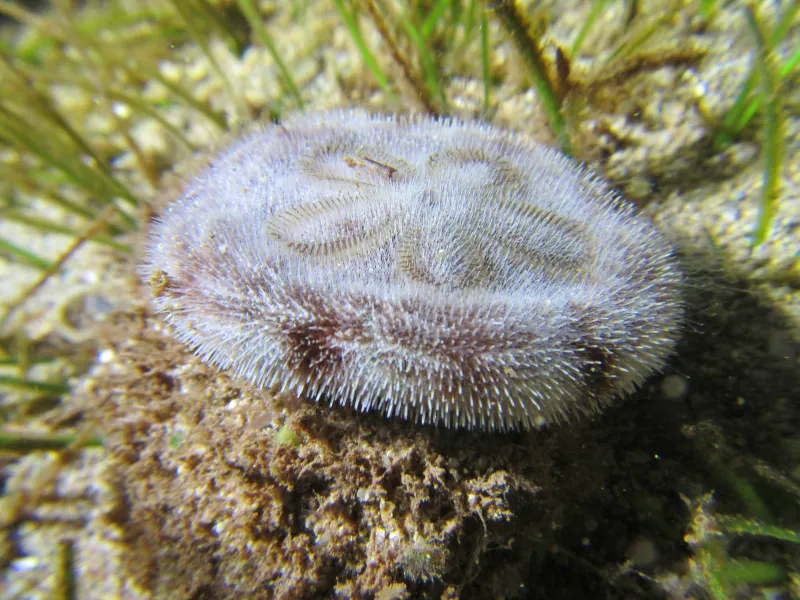 a close up of a sand dollar