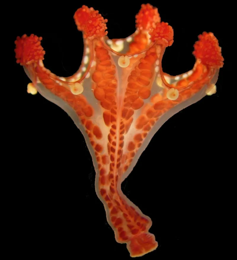 This rare staurozoan, or stalked jellyfish, Haliclystus californiensis, is about 2 centimeters in length and was collected off the coast of California.