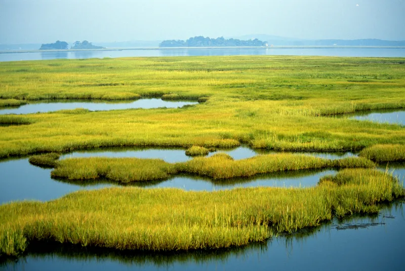 A coastal marsh