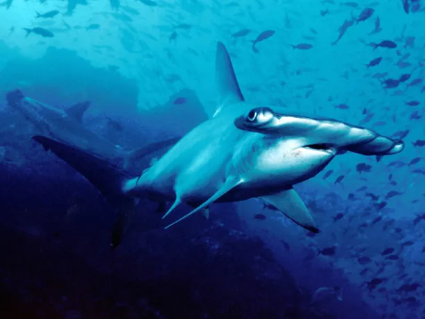 The Cocos Island National Park site in Costa Rica was inscribed on the World Heritage List in 1997. Cocos Island's position as the first point of contact with the northern equatorial counter-current and the myriad interactions between the island and the su