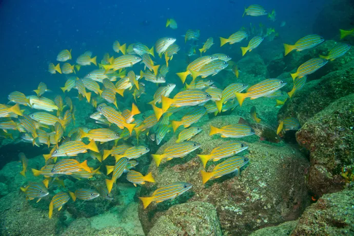 A school of blue-striped snapper gathers at&nbsp;Coiba National Park and its Special Zone of Marine Protection site in Panama.