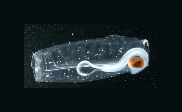 Salps are tube-shaped, soft, transparent animals that swim through the ocean, straining out plant food as they go.