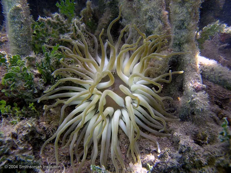An image of a giant anemone with yellow-tipped white tentacles. 