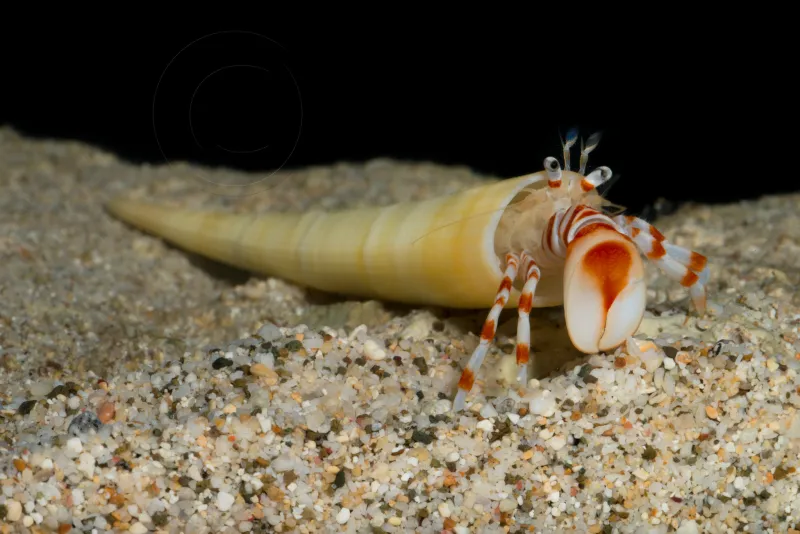 A tusk shell hermit crab peeks out of his shell. 
