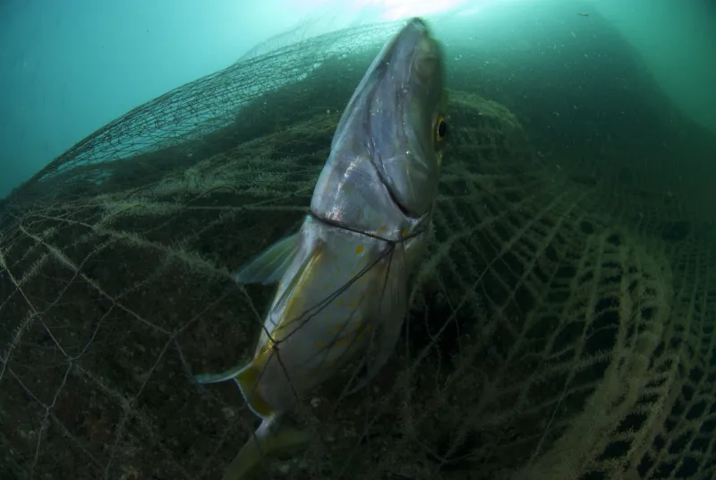 A Yellow spotted trevally struggles to free itself from a fisherman's discarded net. Discarded nets continue to fish long after they have been lost, devastating the local fish populations and choking the life out of the reef on which it becomes entangled