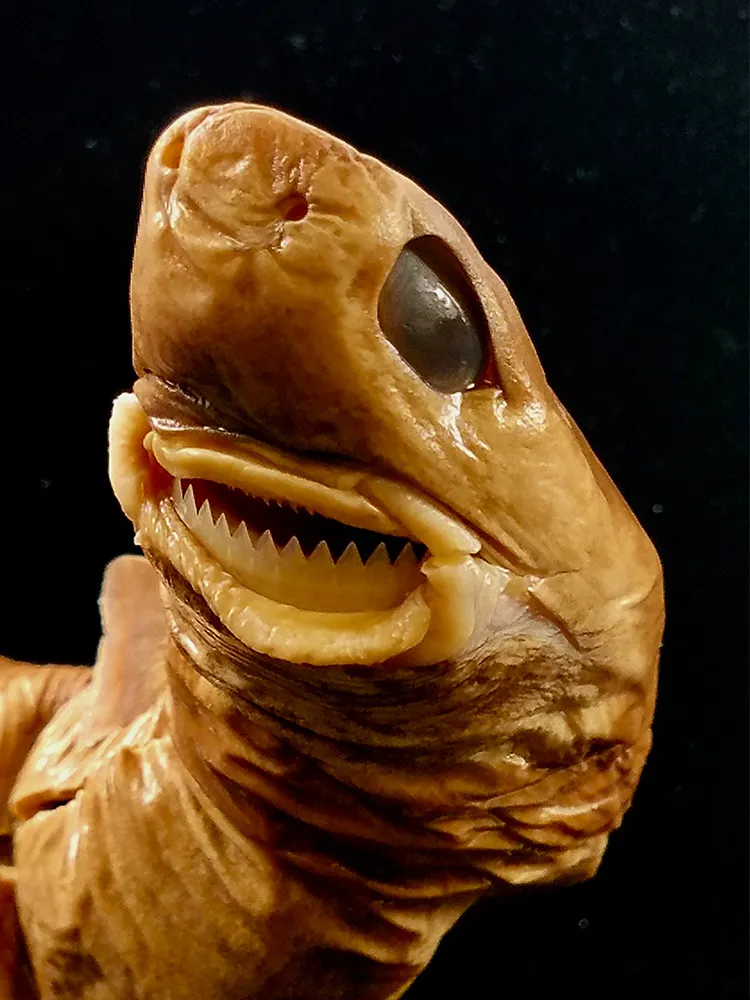 A cookie cutter shark specimen