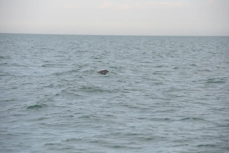 A vaquita pops its head out of the water. 