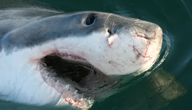 A great white shark gaping its jaws at the surface of the water; gaping is used as a form of communication in sharks