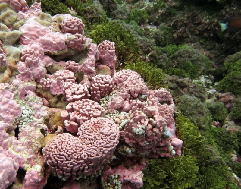 Many species of pink coralline algae, which cements coral reefs together, cover a reef surface in the Southern Line Islands.