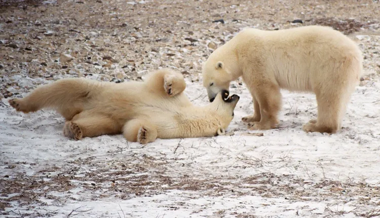 Polar bear siblings in the Churchill Wildlife Management Area near Hudson Bay spar playfully during migration.
