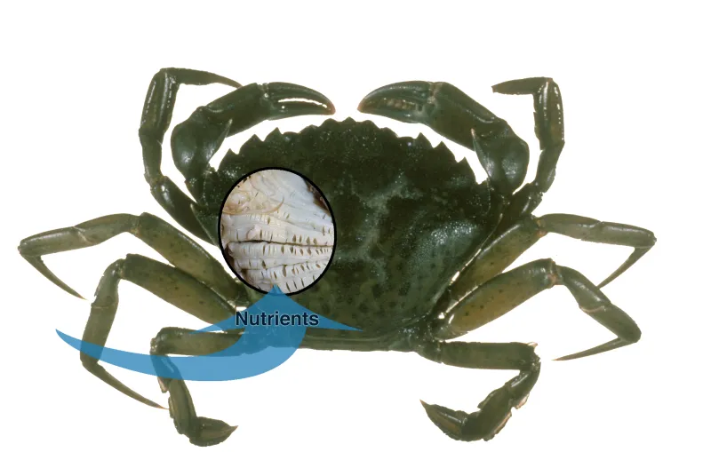 Diagram showing gills on a crab absorbing nutrients