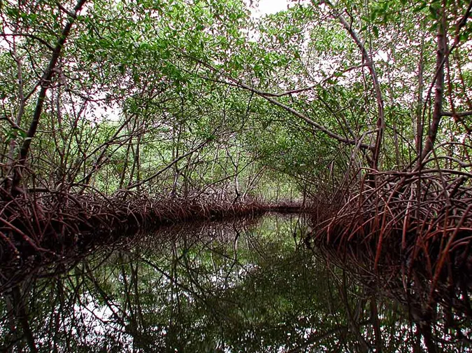 A thick stand of mangroves with tangled roots lines an island creek in Panama.
