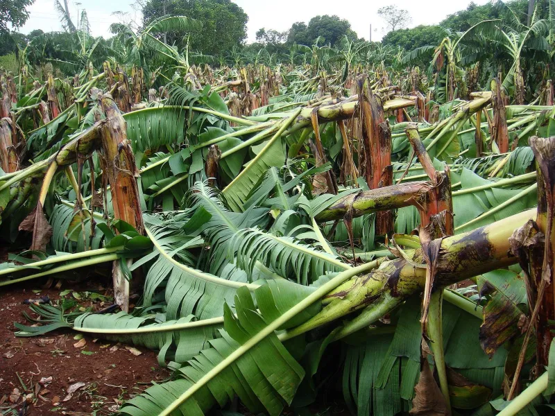 leveled crops
